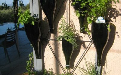 Des plantes aromatiques dans des bouteilles de champagne