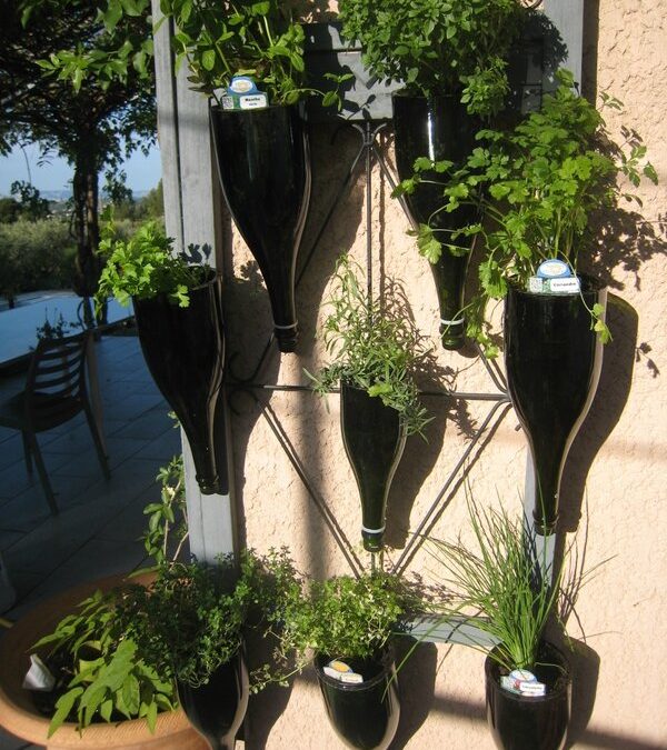 Des plantes aromatiques dans des bouteilles de champagne