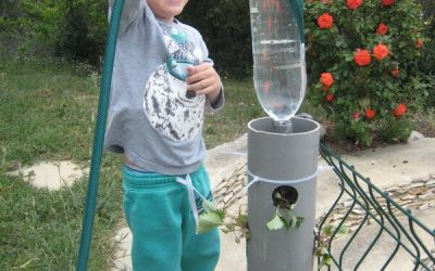 Des fraises en hauteur dans un tube PVC