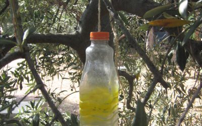 Des pièges à mouche de l&rsquo;olive