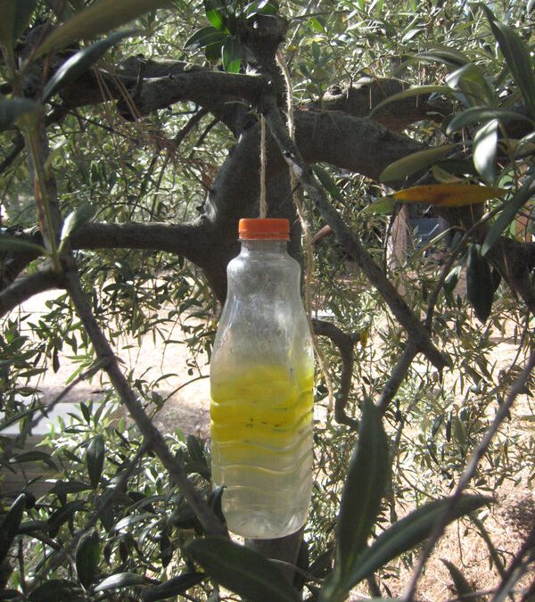 Des pièges à mouche de l&rsquo;olive