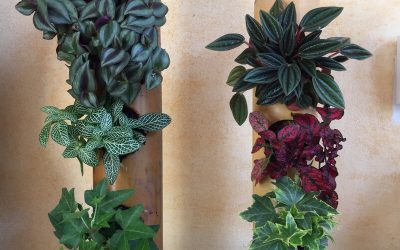 Des plantes dans un bambou