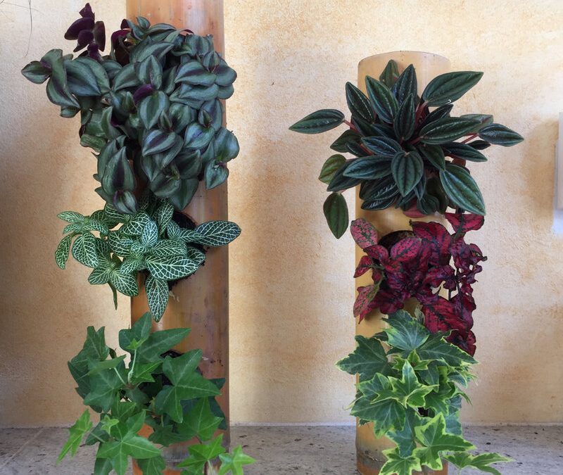 Des plantes dans un bambou
