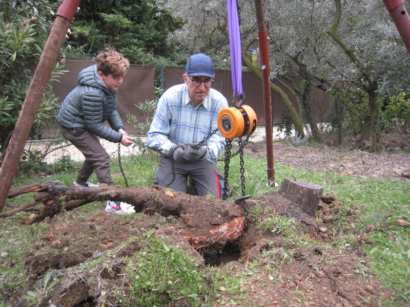 L&rsquo;arrachage de la souche de l&rsquo;abricotier