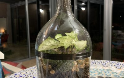 Terrarium avec une bouteille